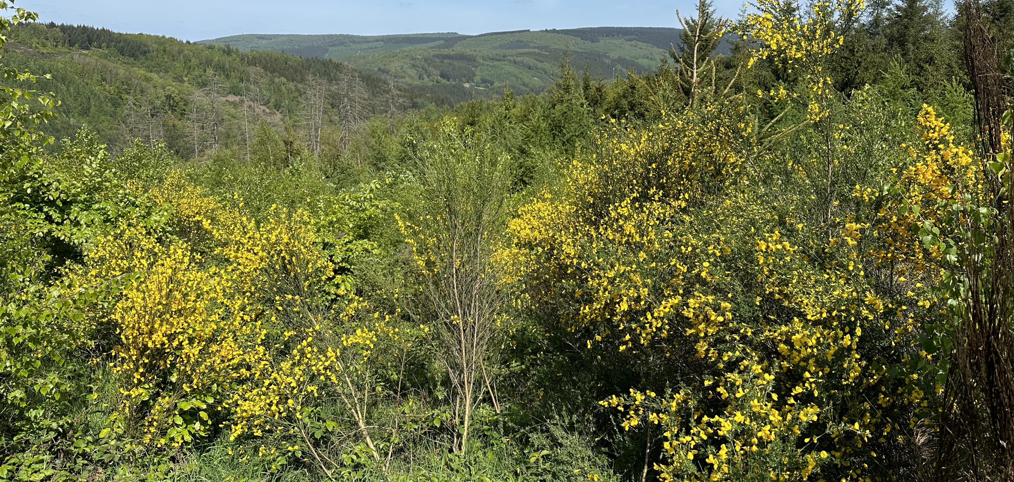 Prachtige tuin op de mooiste kampeerplek in België in de Ardennen