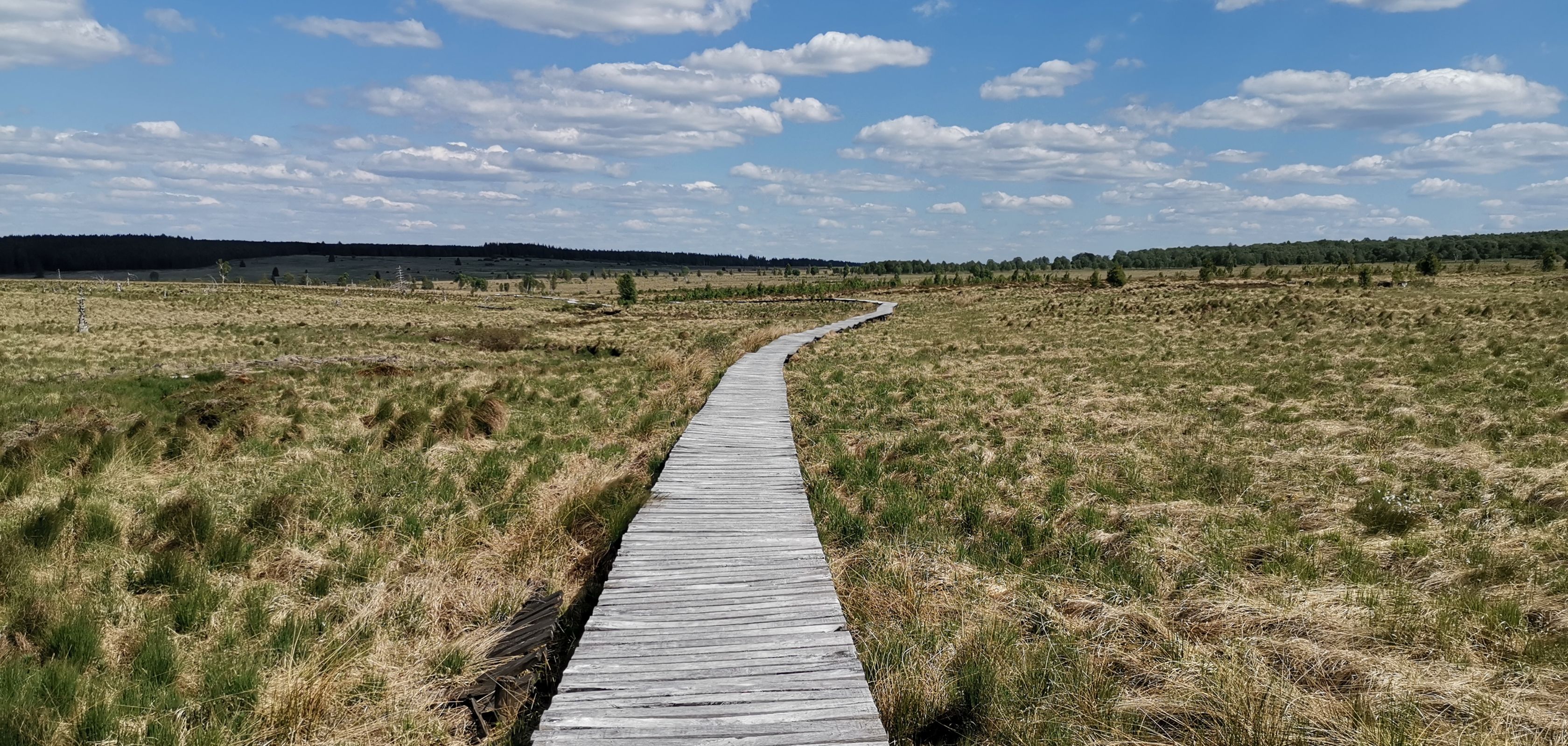 Balade sur un sentier sur pilotis dans les Hautes Fagnes