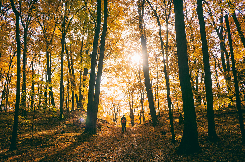 Boostez votre mental avec une dose de nature