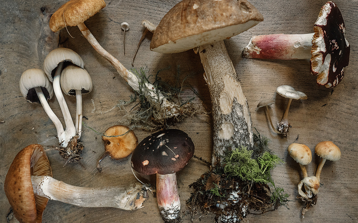 Champignons toxiques en Belgique