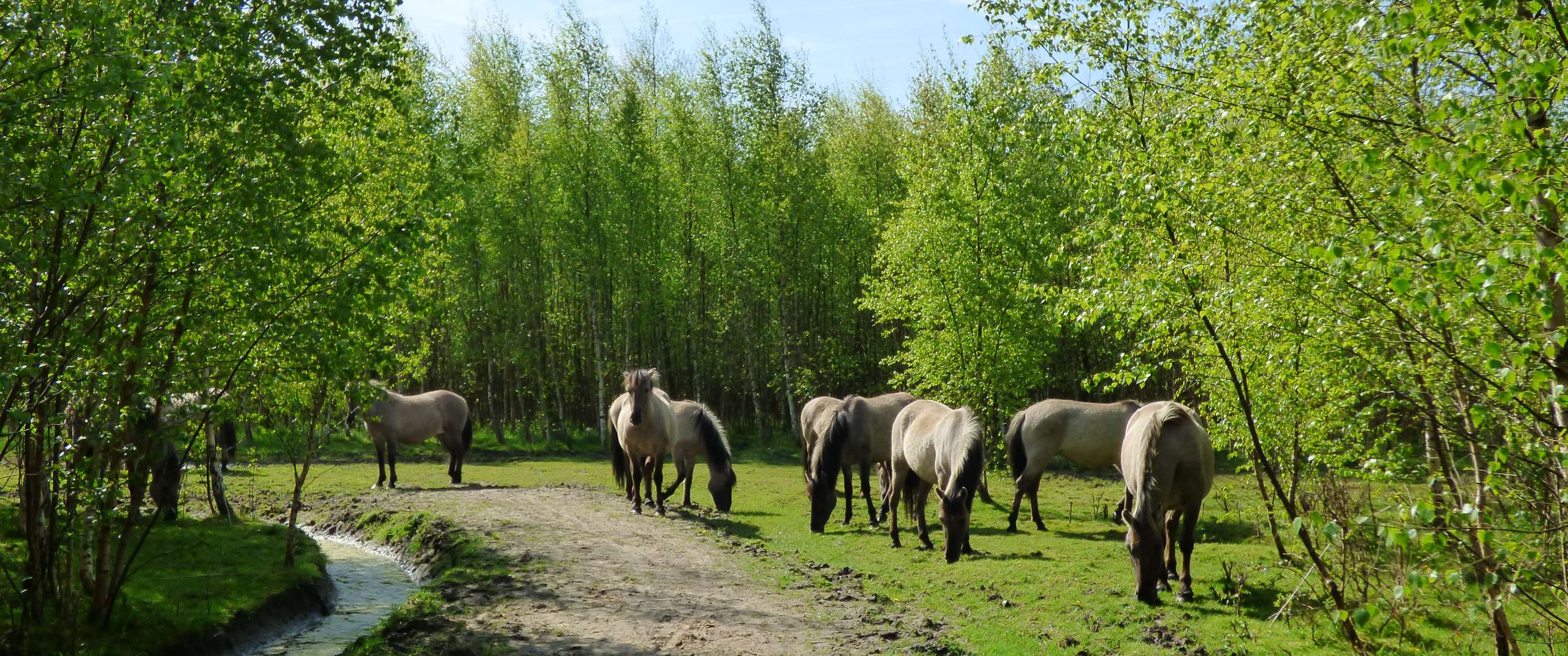 Stropersbos