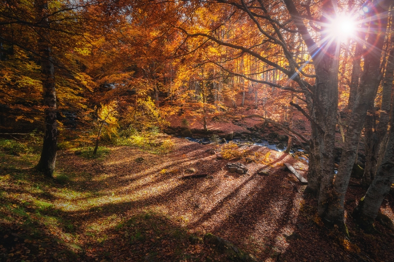 Les plus belles forêts pour une nuit dans la nature, une bonne randonnée ou une sortie à vélo.