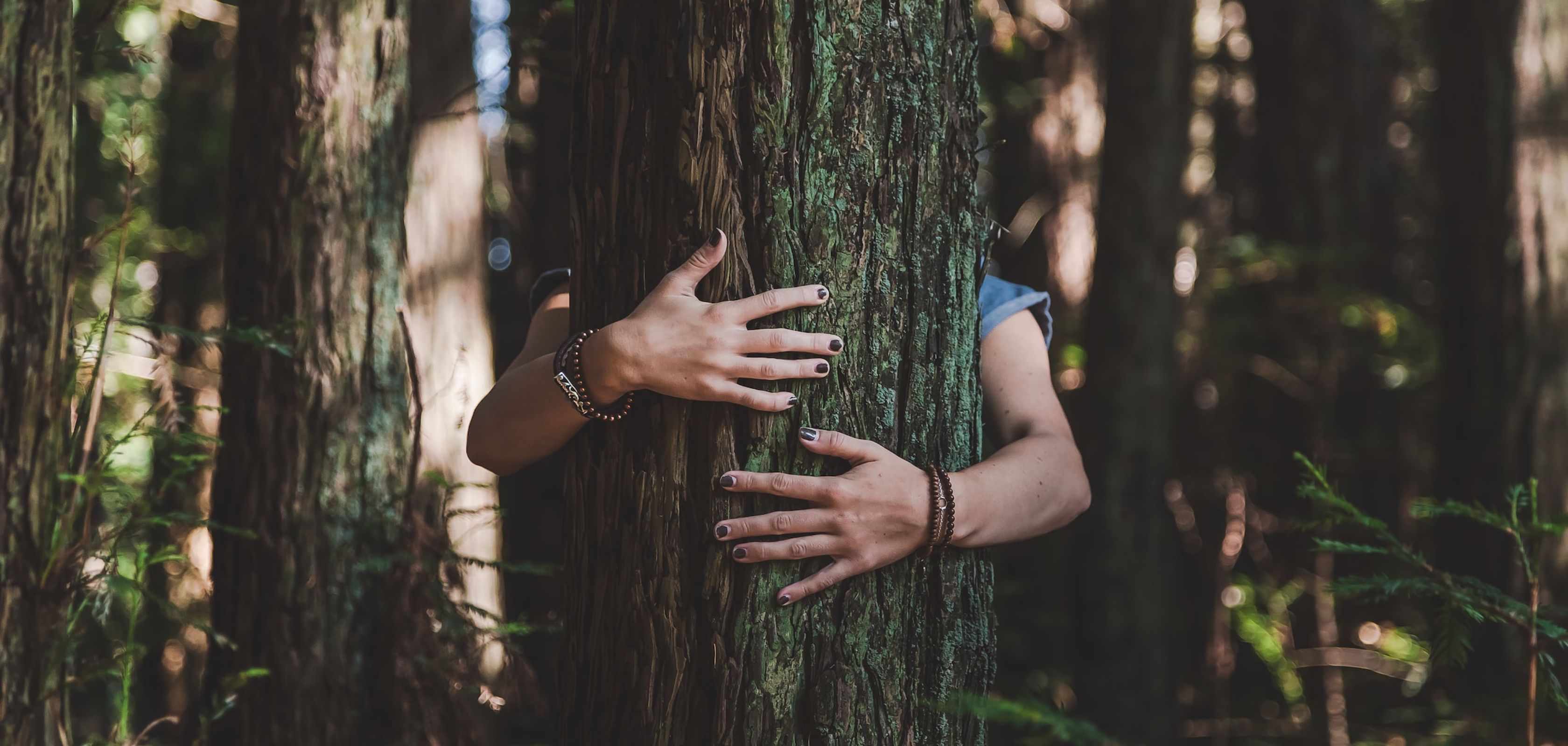 Faire des câlins aux arbres dans une forêt au Limbourg lors d’un rendez-vous