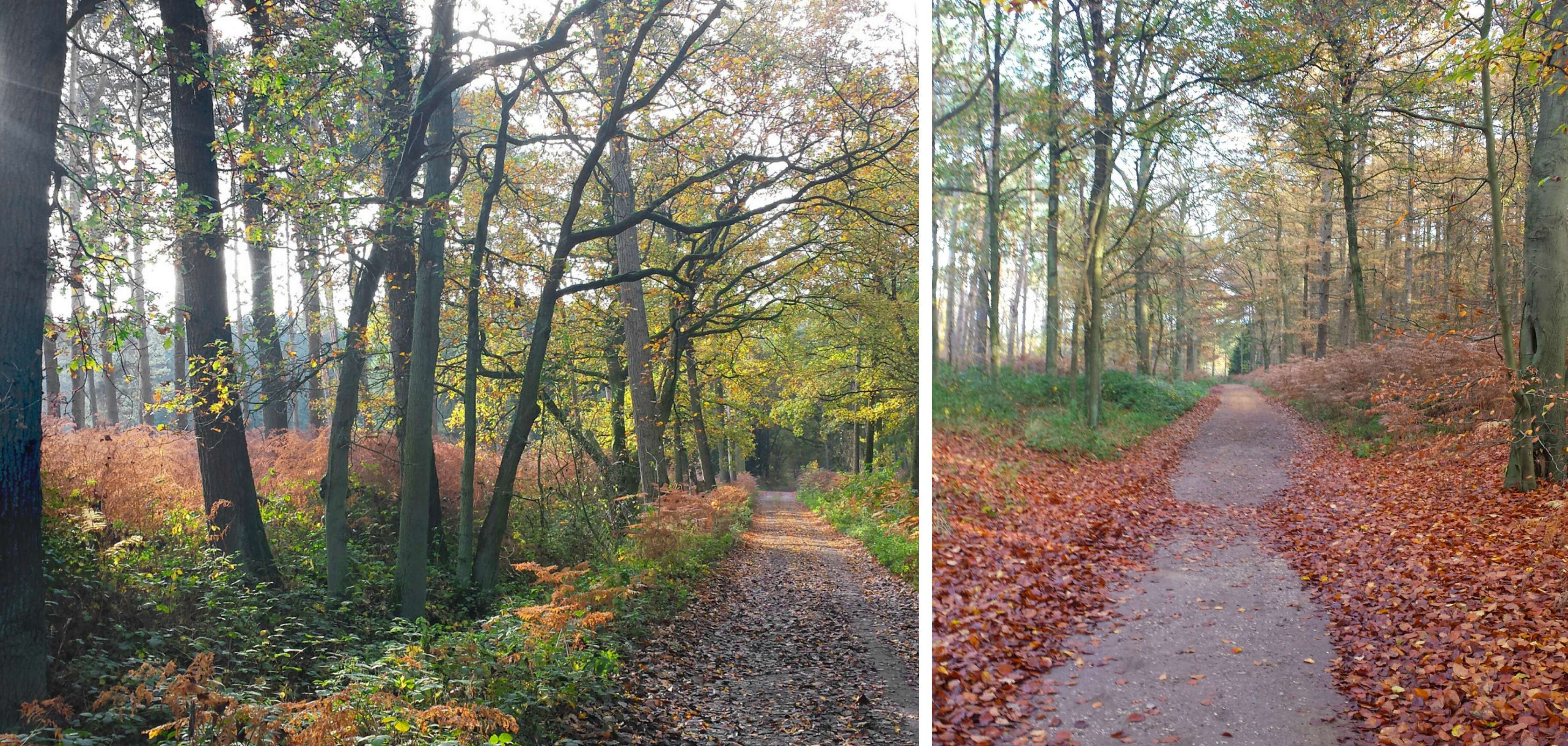 Le Heidebos en Flandre orientale pour un rendez-vous galant