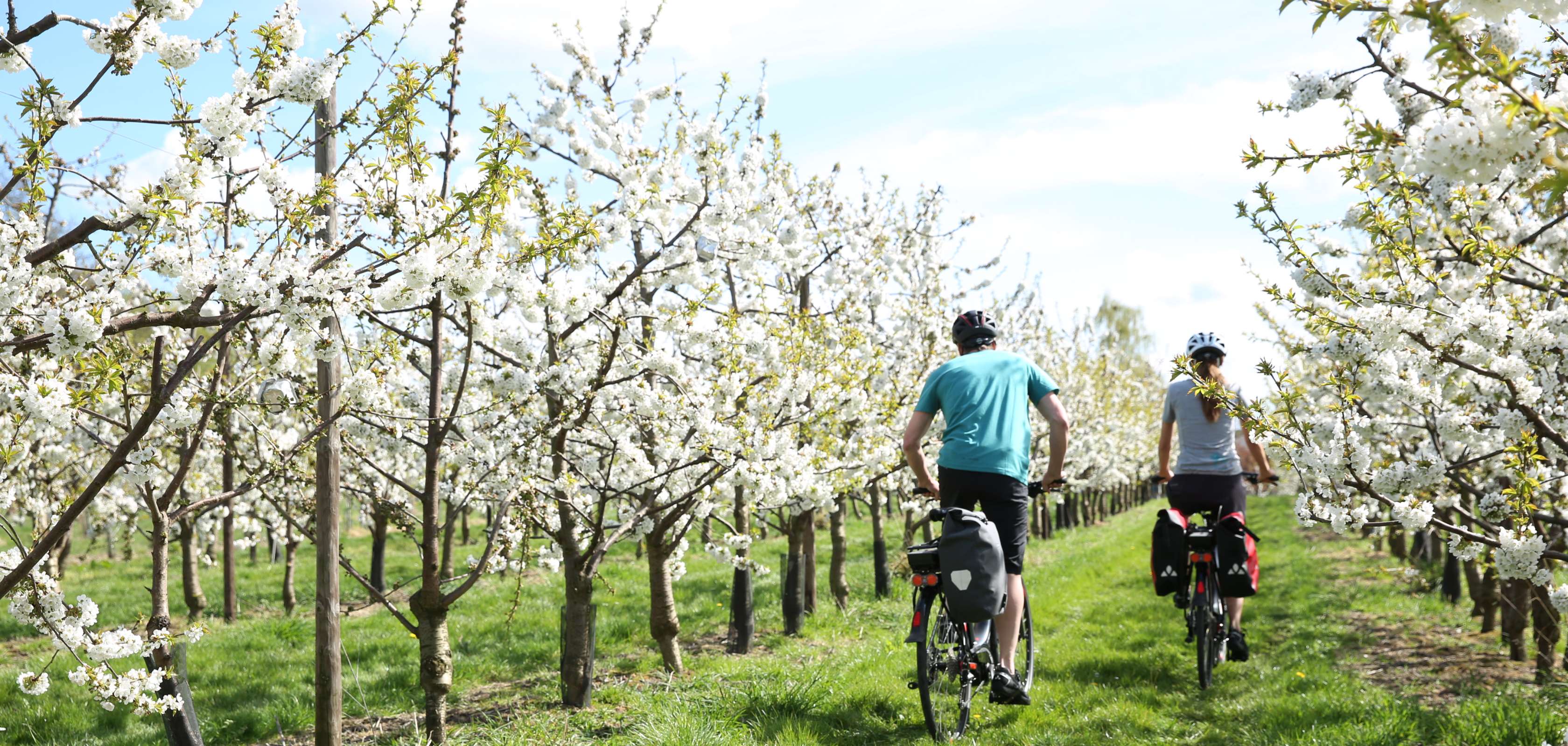 Arbres fruitiers