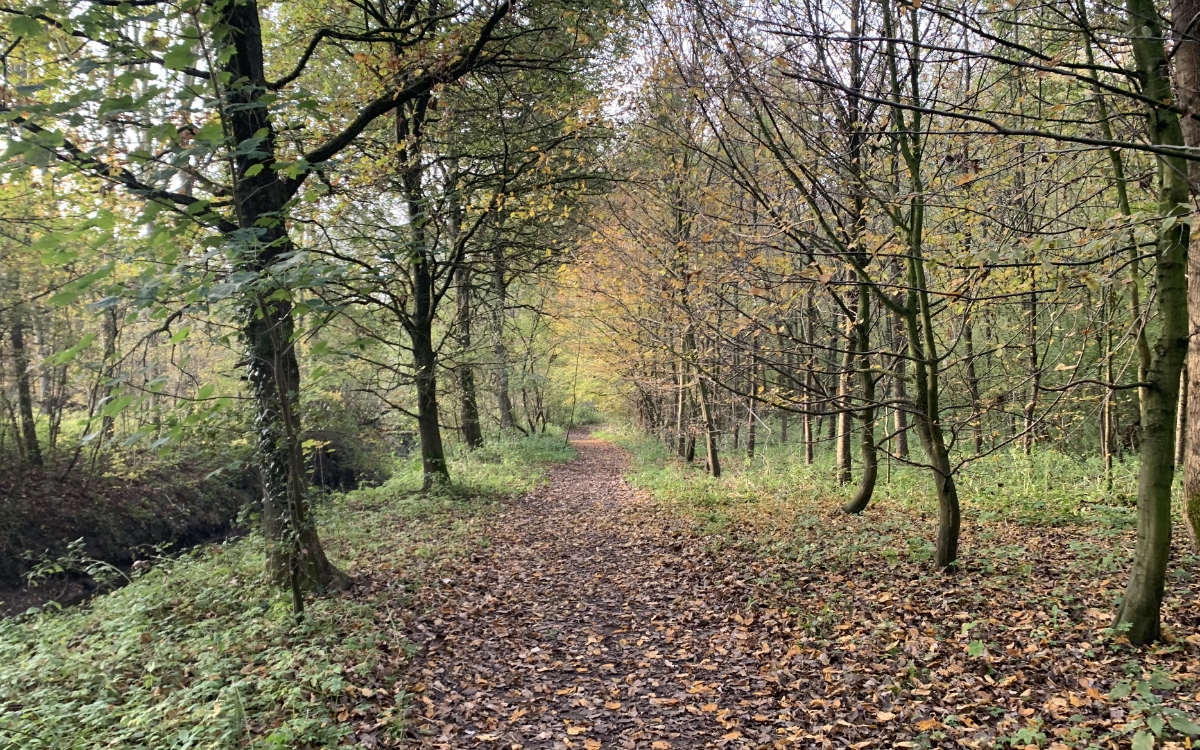 De favoriete plek in de natuur van bioloog Wim Massant in het Hallerbos