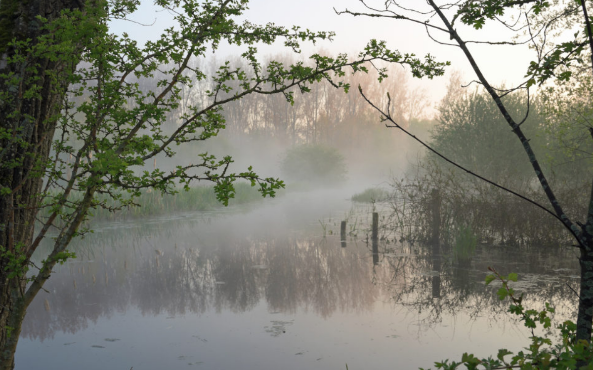 De favoriete plek in de natuur van bioloog Wim Massant in het Hallerbos