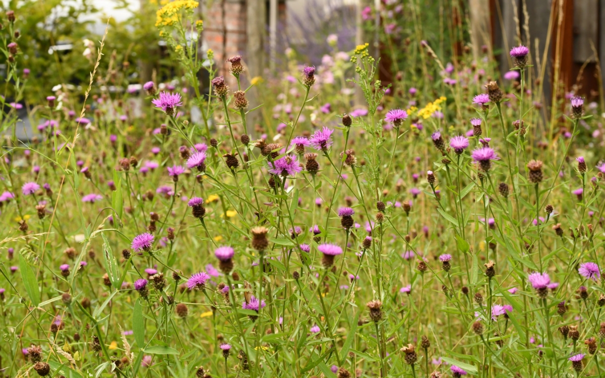 L’endroit préféré dans son jardin de Wim Massant, biologiste 