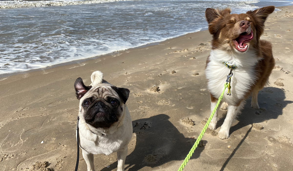 chiens en laisse sur la plage