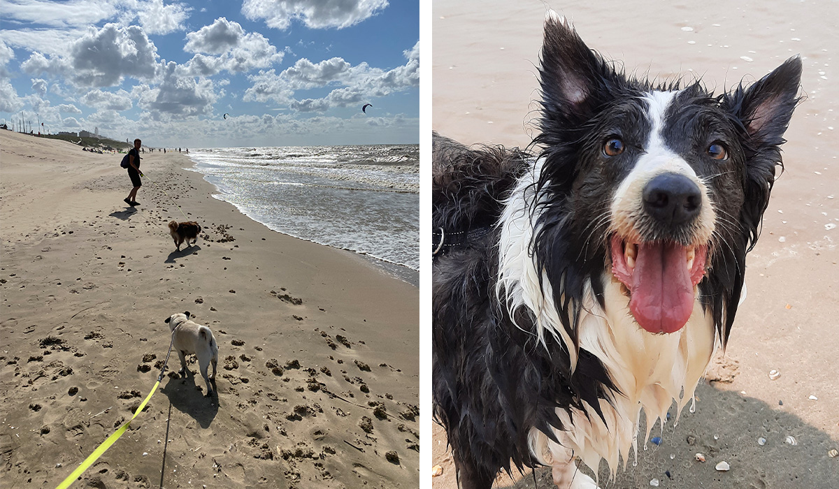 chiens sur la plage