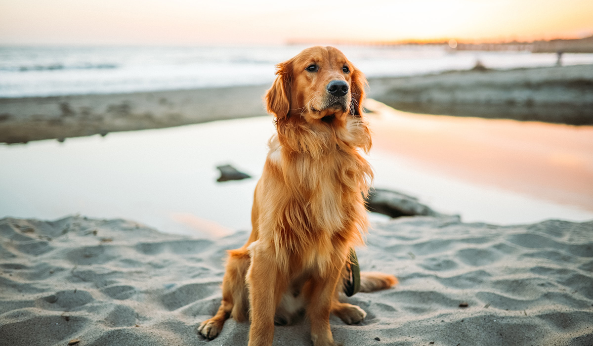 chien sur la plage