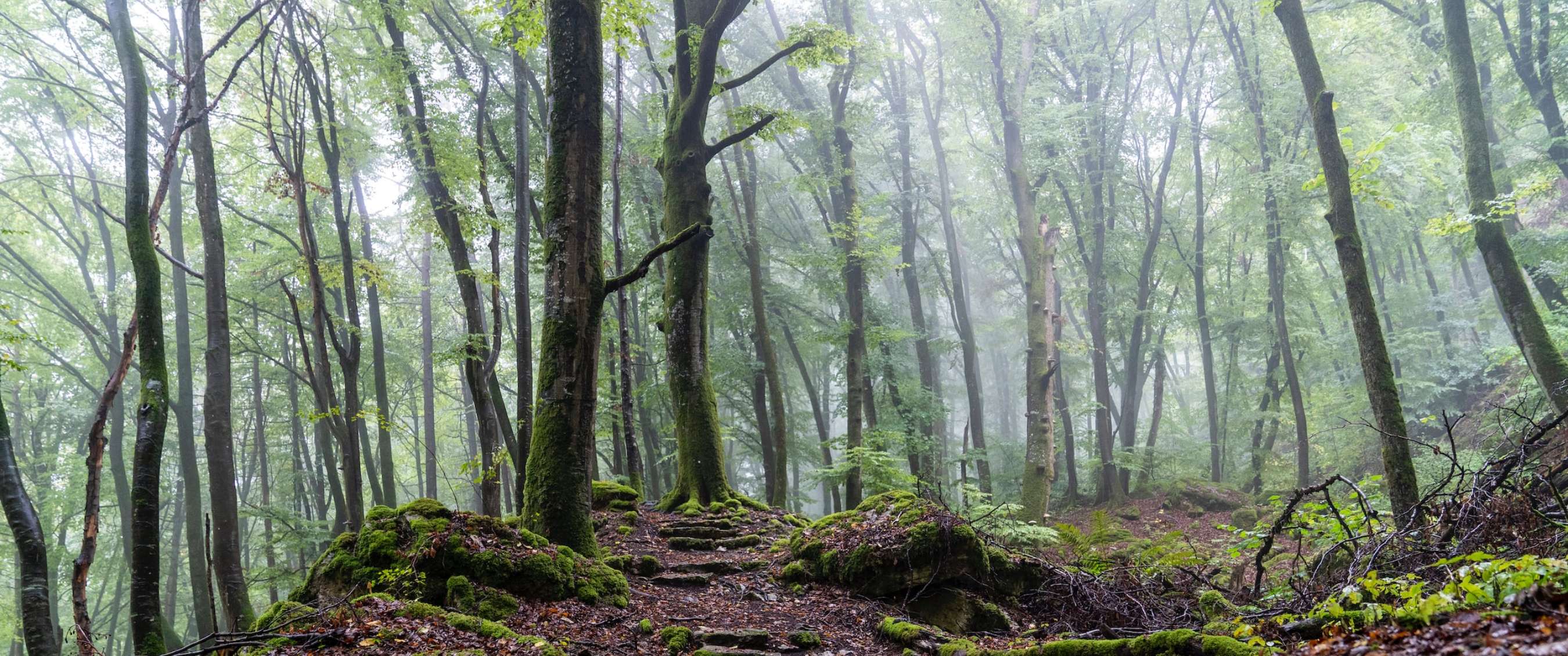 Beau paysage sur le Mullerthal trail au Luxembourg