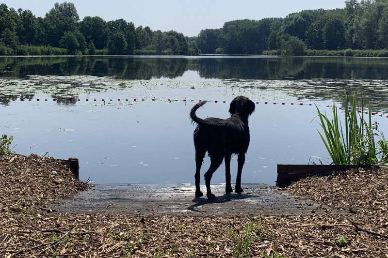 Nos bons plans promenades avec votre chien