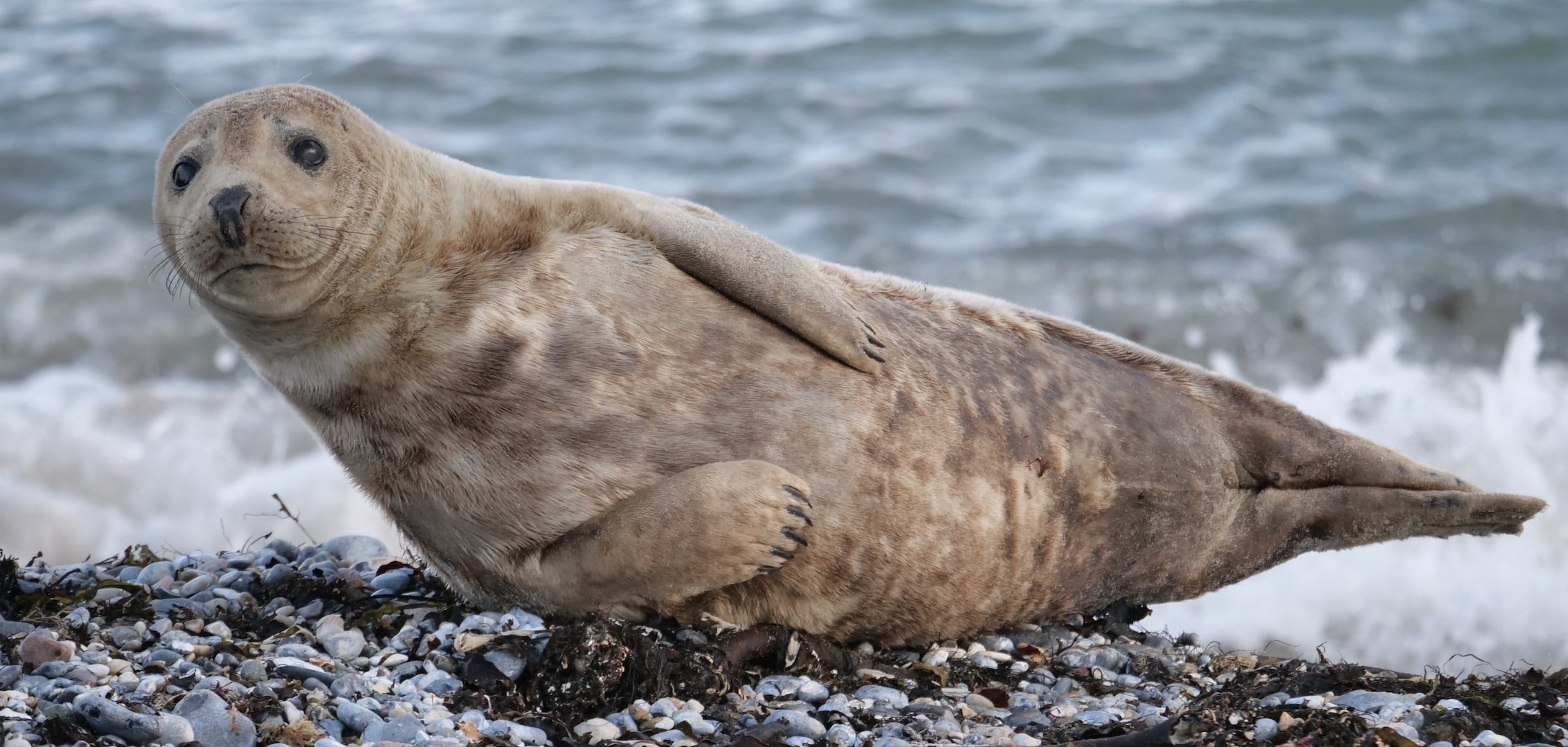 Observer les phoques lors d’une randonnée sur la côte