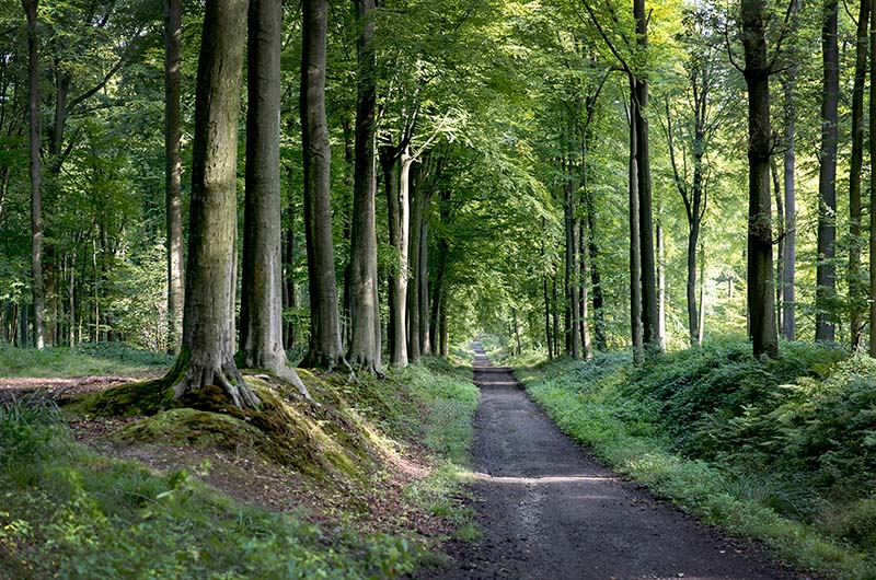 Pleins feux sur les chemins de randonnée balisés