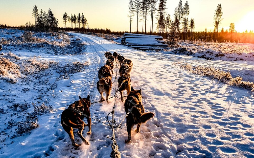 Sledehondenrennen op wintersportvakantie